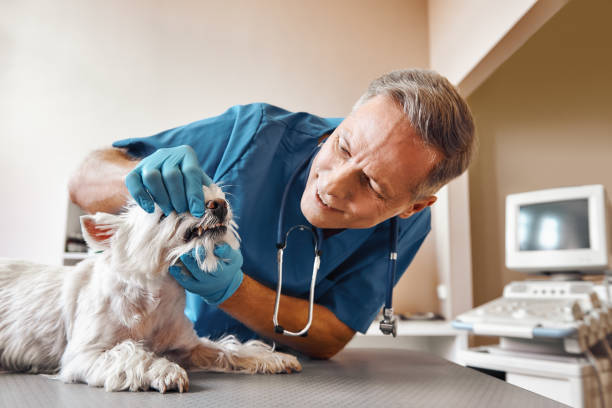 Best Emergency Treatment for Dental Infections or Abscesses in Hailey, ID